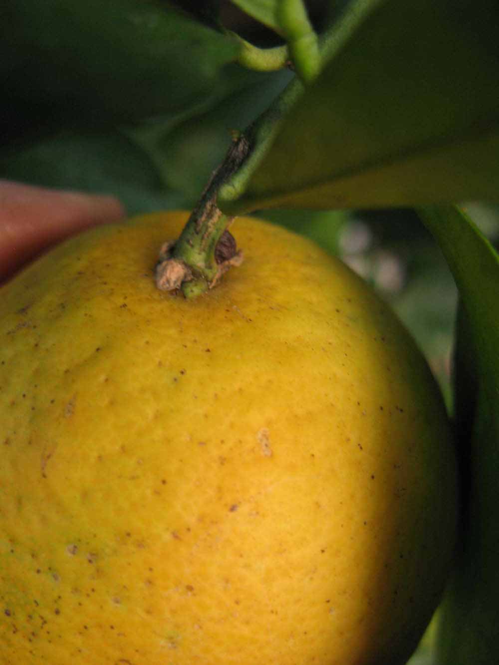              Fruit (Winter Haven, FL)       